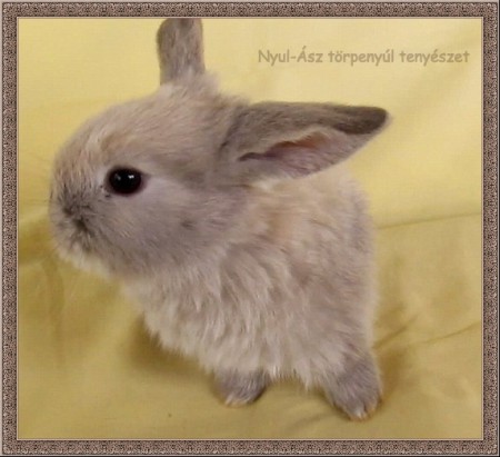 4 hetes kosorrú, sárga sziámi színű nyuszi